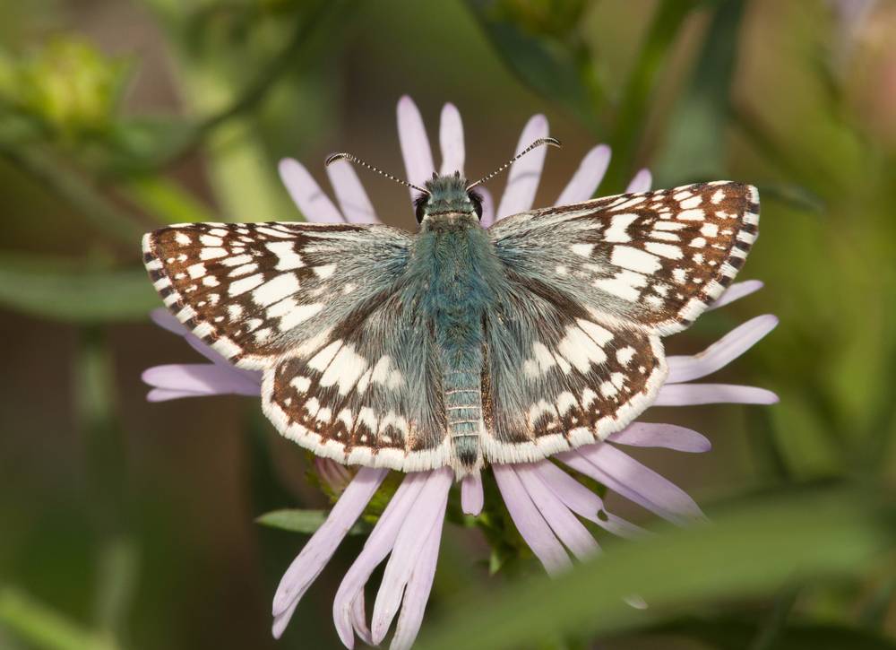 Common Checkered Skipper